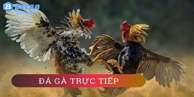 Tương lai của Đá gà Bet88 trong làng cá cược online